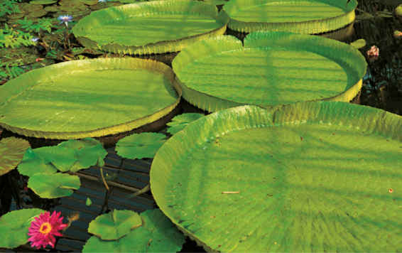 Le foglie della Victoria amazonica , pianta acquatica della famiglia delle Nymphaeaceae, possono raggiungere i due metri e mezzo di diametro.