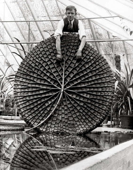 Joseph Paxton fotografato con un bell’esemplare di foglia di Victoria amazonica , all’interno delle serre di Chatsworth House.