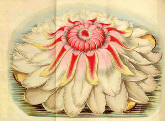 I fiori di Victoria amazonica sono bianchi la prima notte dopo la fioritura e diventano rosa la notte successiva. La loro impollinazione avviene a opera di coleotteri.