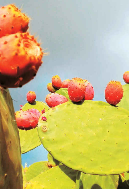 Il fico d’India ( Opuntia ficus-indica ) è una cactacea originaria del Messico ma naturalizzata in tutto il bacino del Mediterraneo. La sua struttura è perfetta per sopravvivere con piccole quantità di acqua dolce.