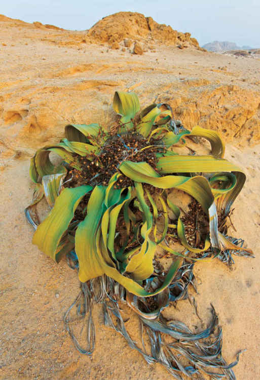 La Welwitschia mirabilis è una gimnosperma (dello stesso gruppo di piante cui appartengono pini e abeti) diffusa nelle zone desertiche del Kalahari e del Namib, dove sopravvive in condizioni di estrema aridità.