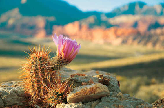 Le Cactaceae si sono evolute per sopravvivere in zone aride in cui la disponibilità di acqua dolce è molto limitata.