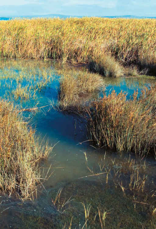 Negli ultimi tempi, per opera dell’uomo e dei cambiamenti climatici, i terreni salini stanno aumentando. L’innalzamento del livello del mare rende ogni anno saline, e quindi sterili, grandi superfici prima fertili.