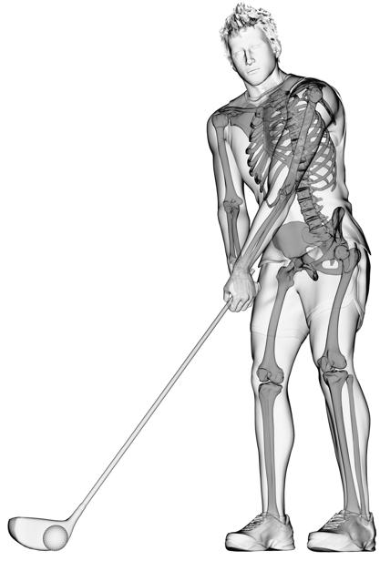 Golf player's skeleton, computer illustration.