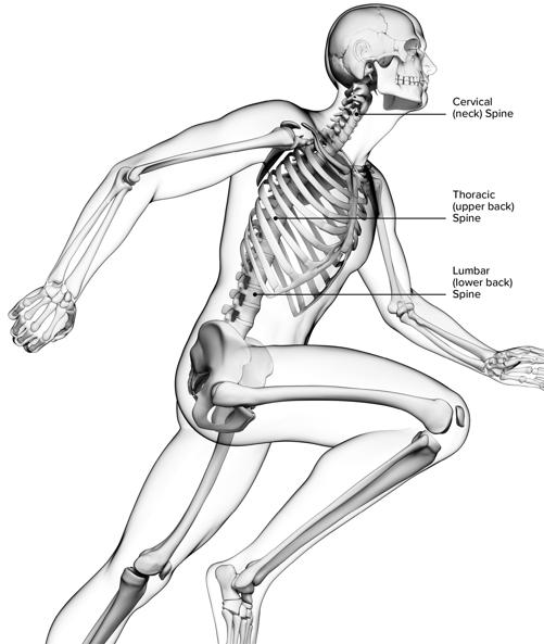 Cervical (neck) Spine Thoracic (upper back) Spine Lumbar (lower back) Spine