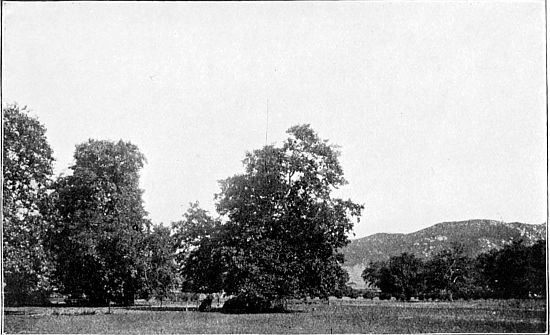 ALONG THE LINE OF SYCAMORES