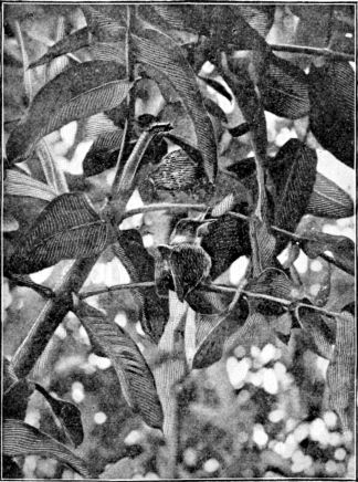 The Little Hummer on her Bow-Knot Nest. (From a photograph.)