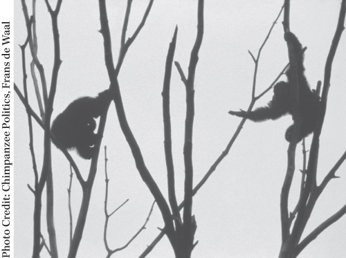 Photograph of two male chimpanzees hanging on the branches of a tree.