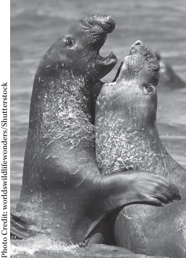 Photograph of two male elephant seals in the seawaters.