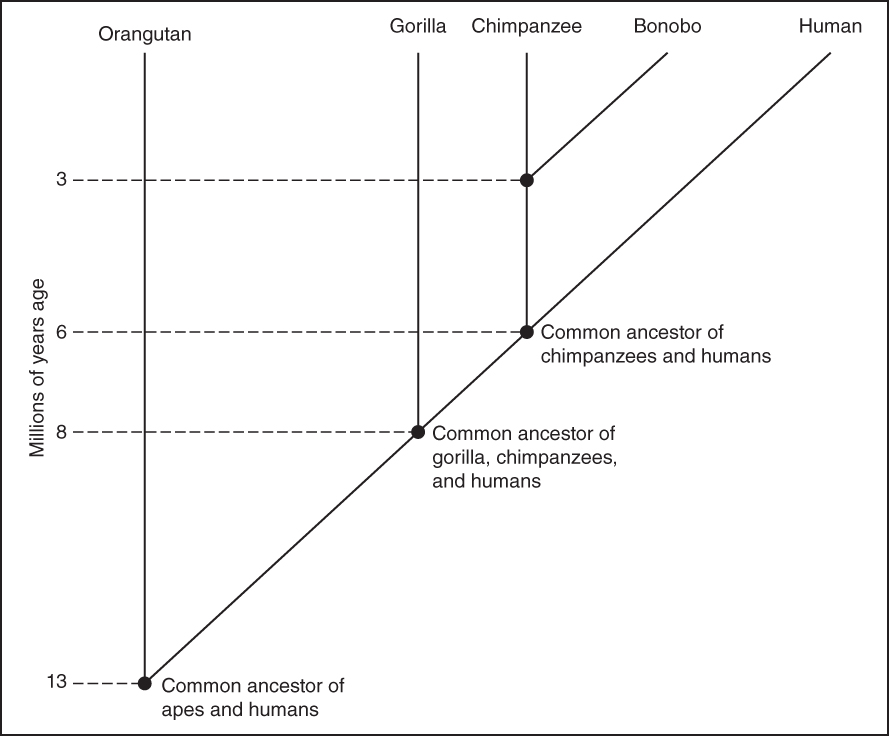 Illustration demonstrating the relatedness to the apes extending over millions of years.