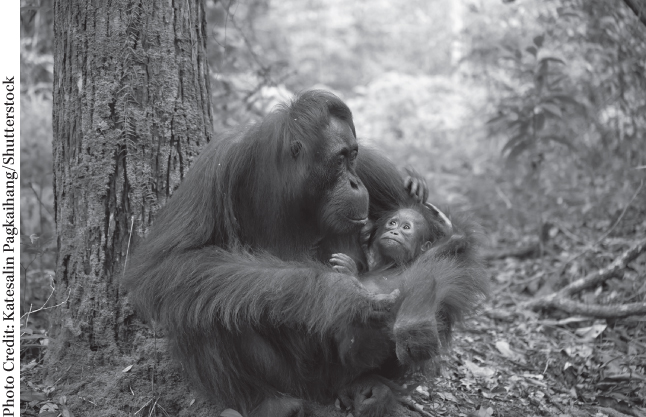 Photograph of an orangutan mother and her offspring in a forest.