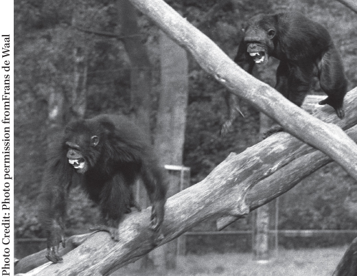 Photograph of two chimpanzees on the branch of a big tree in a forest.