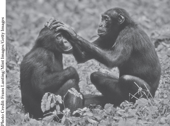 Photograph of two chimpanzees in a forest, taking care of each other