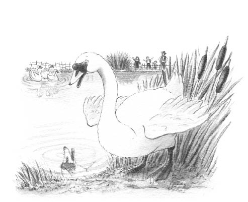 ugly duck 12-13. bwtif