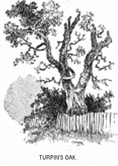 Turpin’s Oak