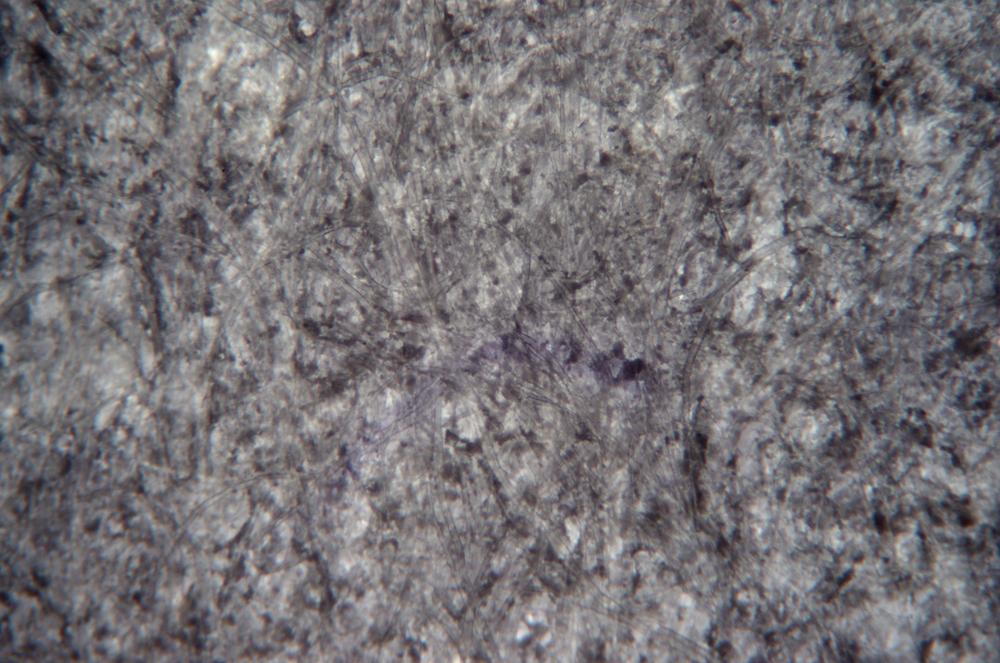 Paper fibers showing depth of focus