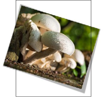 C:\Users\ADMIN\Desktop\A - MY PLR - PROD SITE\PLR PACKS IN PRGRS\A-VEGETARIAN\eBook\Images\mushroom-372044_1280.jpg