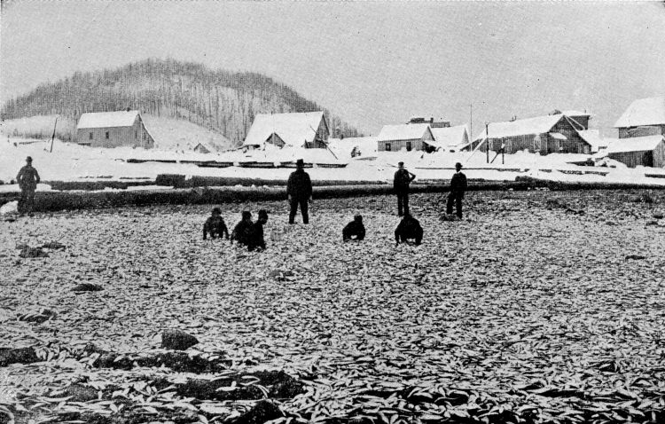 Catch of Herring on Beach at Gastineau Channel, Alaska.