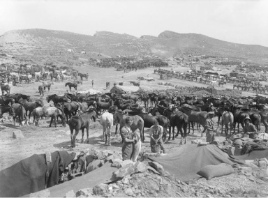 9c British horse lines at Suvla 1915_IWM_Q_13452.jpg