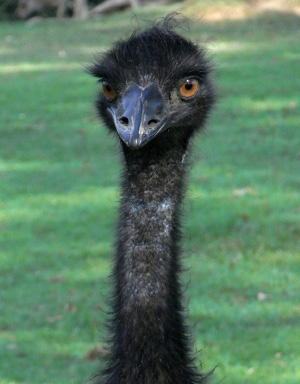 11 c EMU WAR Emu Head.JPG