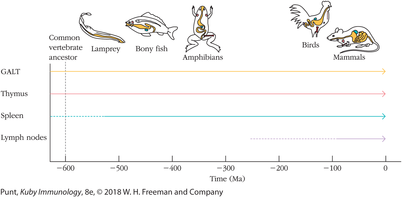 A timeline graph shows the evolutionary distribution of lymphoid tissues in Lamprey, Bonefish, amphibians, birds, and mammals.