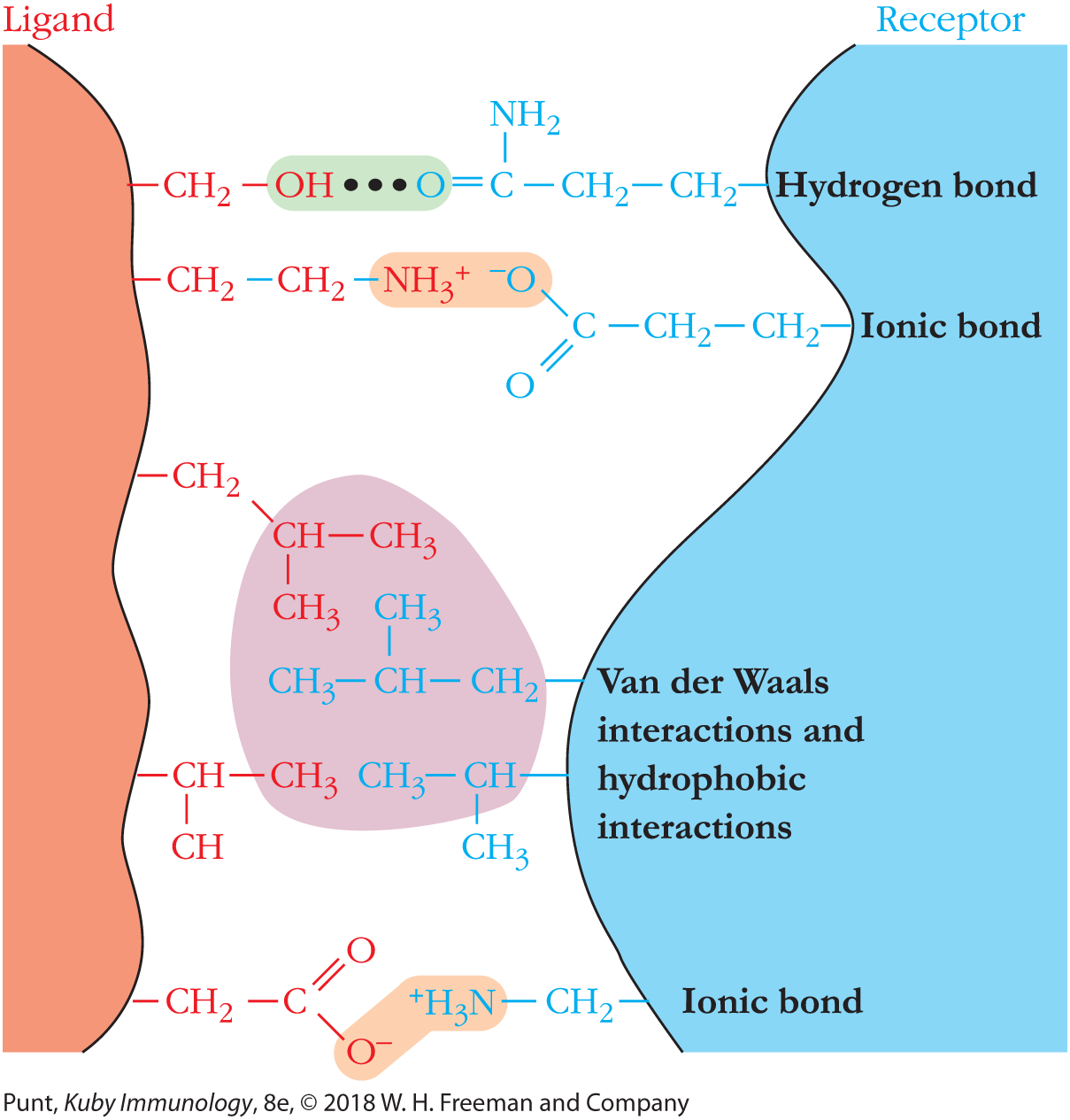 An illustration shows the types of chemical bonding between ligands and receptors.