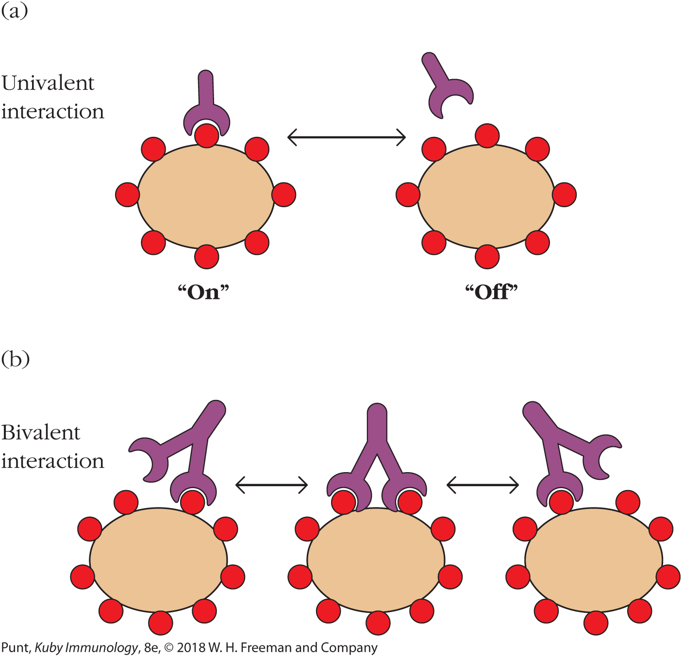 Two illustrations represent univalent and bivalent interactions between a receptor and a multivalent antigen.