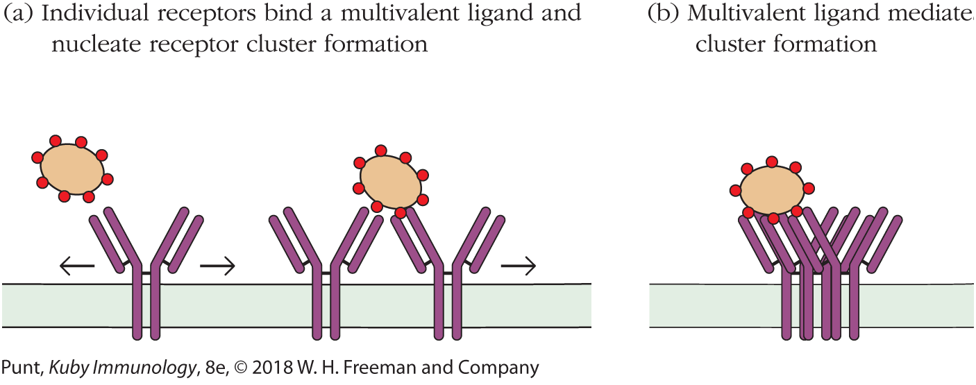 Two illustrations represent steps in receptor cluster formation.