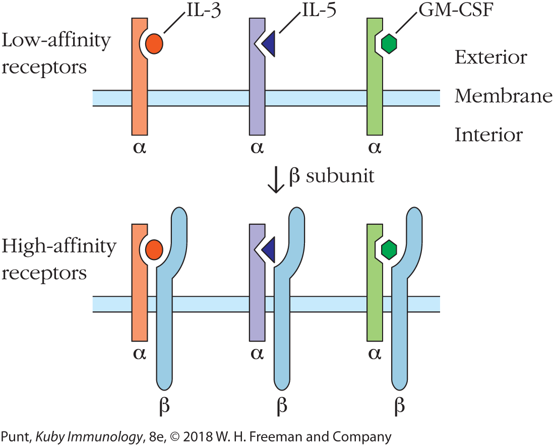 Two illustrations show low and high affinity receptors.