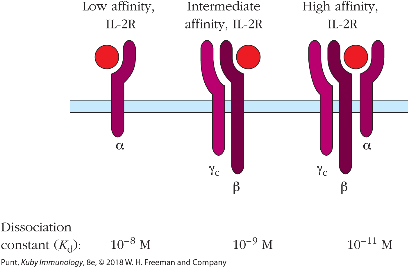 An illustration shows low affinity, intermediate affinity, and high affinity receptors.