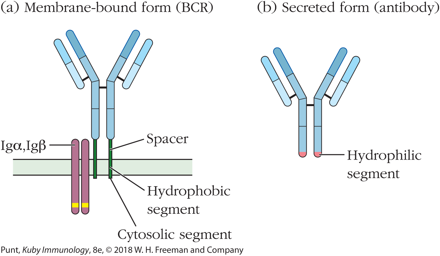 An illustration shows the structure of membrane bound and secreted form receptors.