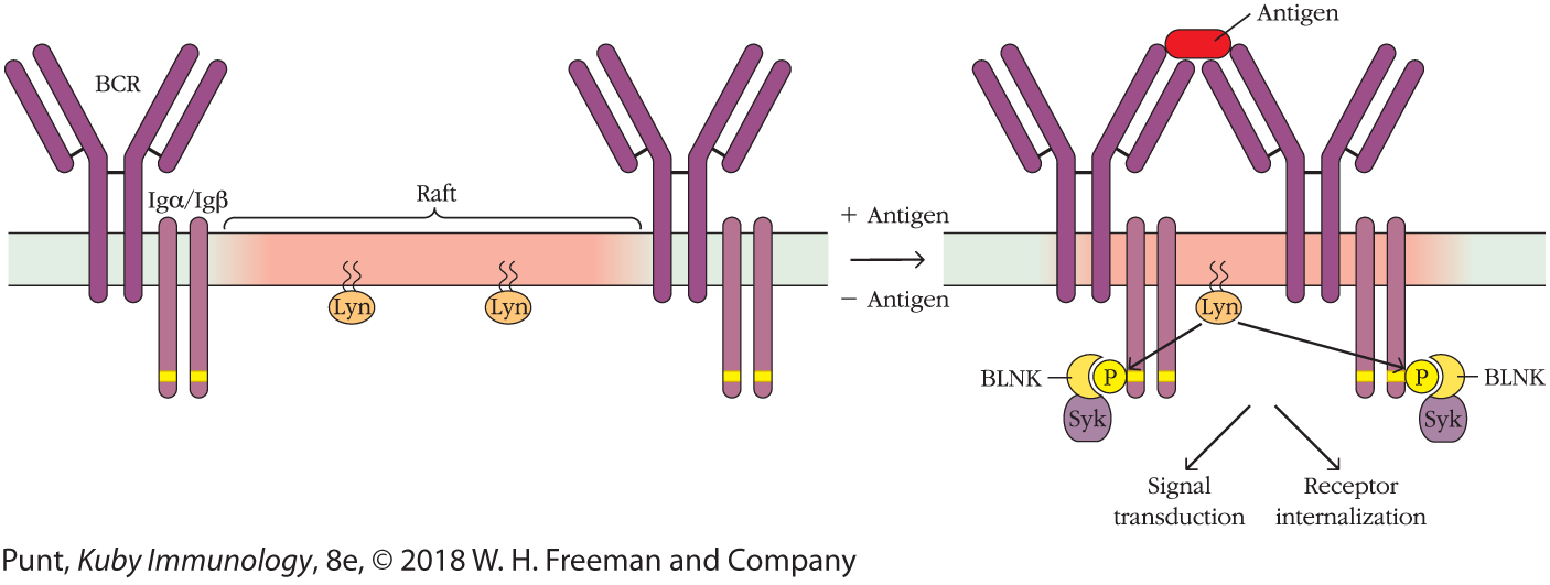 An illustration shows the process of two B-cell receptors with a raft region between them binding to an antigen.