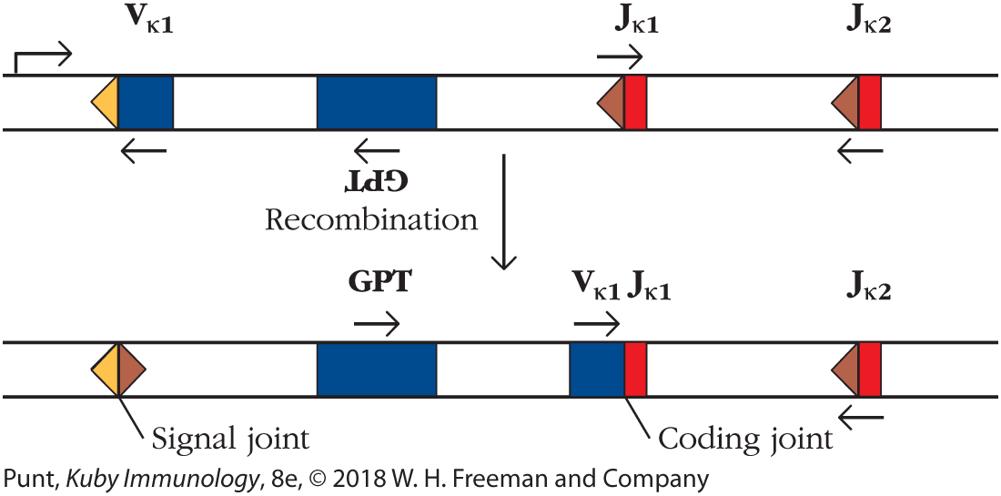 An illustration shows the strand with V, GPT, and J elements before and after recombination.