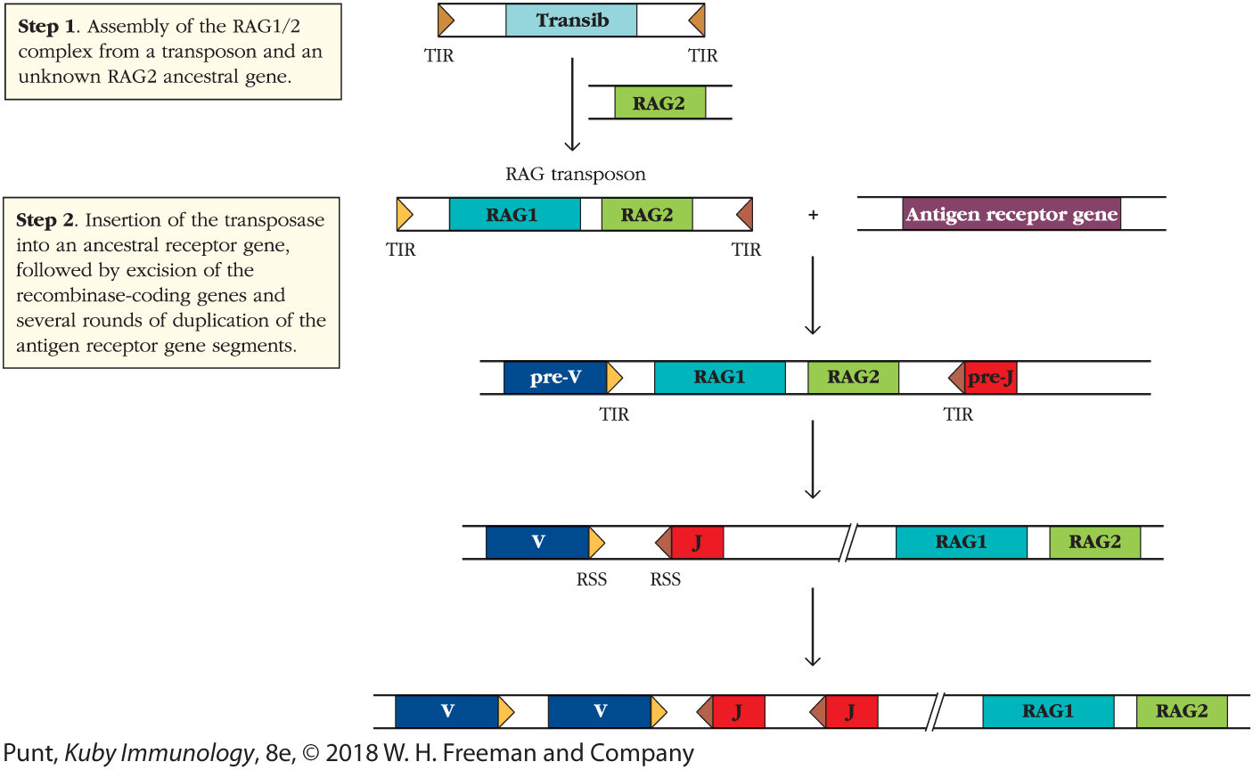 An illustration shows a model for the evolution of the RAG1/2 recombinase.