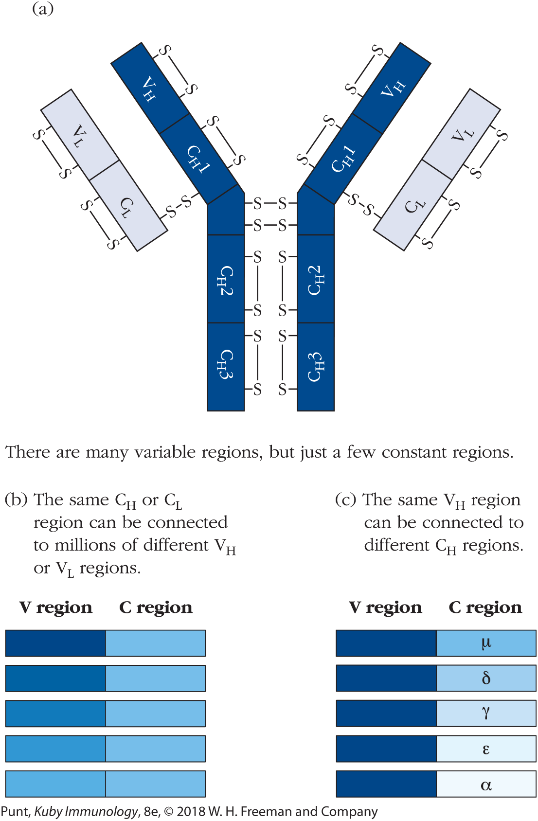 Three illustrations represent the various regions of an Ig G antibody.