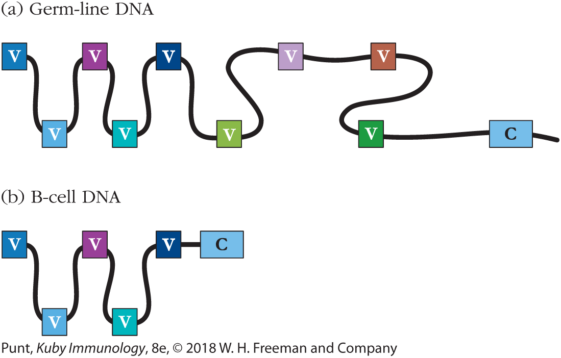 Two illustrations represent the germ-line DNA and B-cell DNA.