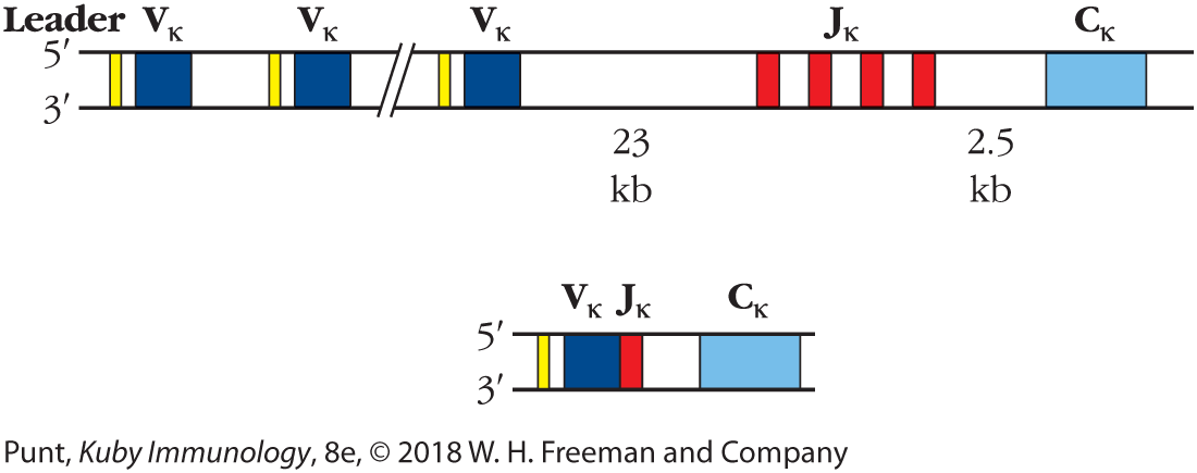 An illustration shows the distribution of the antibody Kappa-chain gene locus.