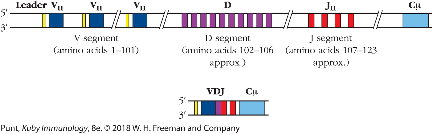 An illustration shows the distribution of the variable region of the antibody heavy chain gene.