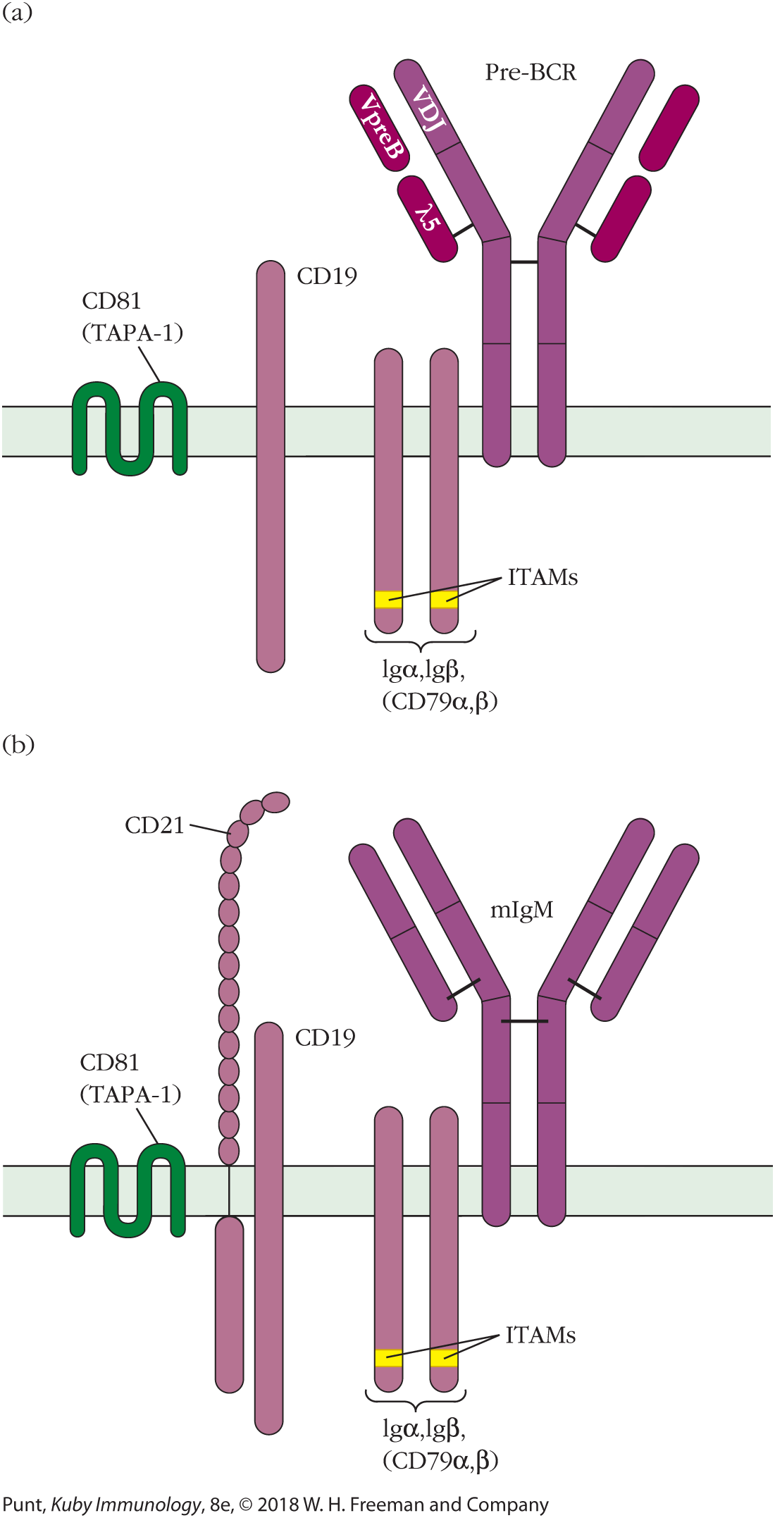 Two illustrations show the pre-BCR and BCR complexes.