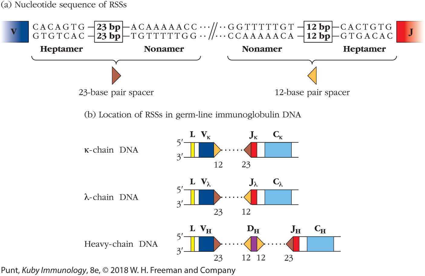 Two illustrations show the two conserved sequences in light chain and heavy chain DNA function.