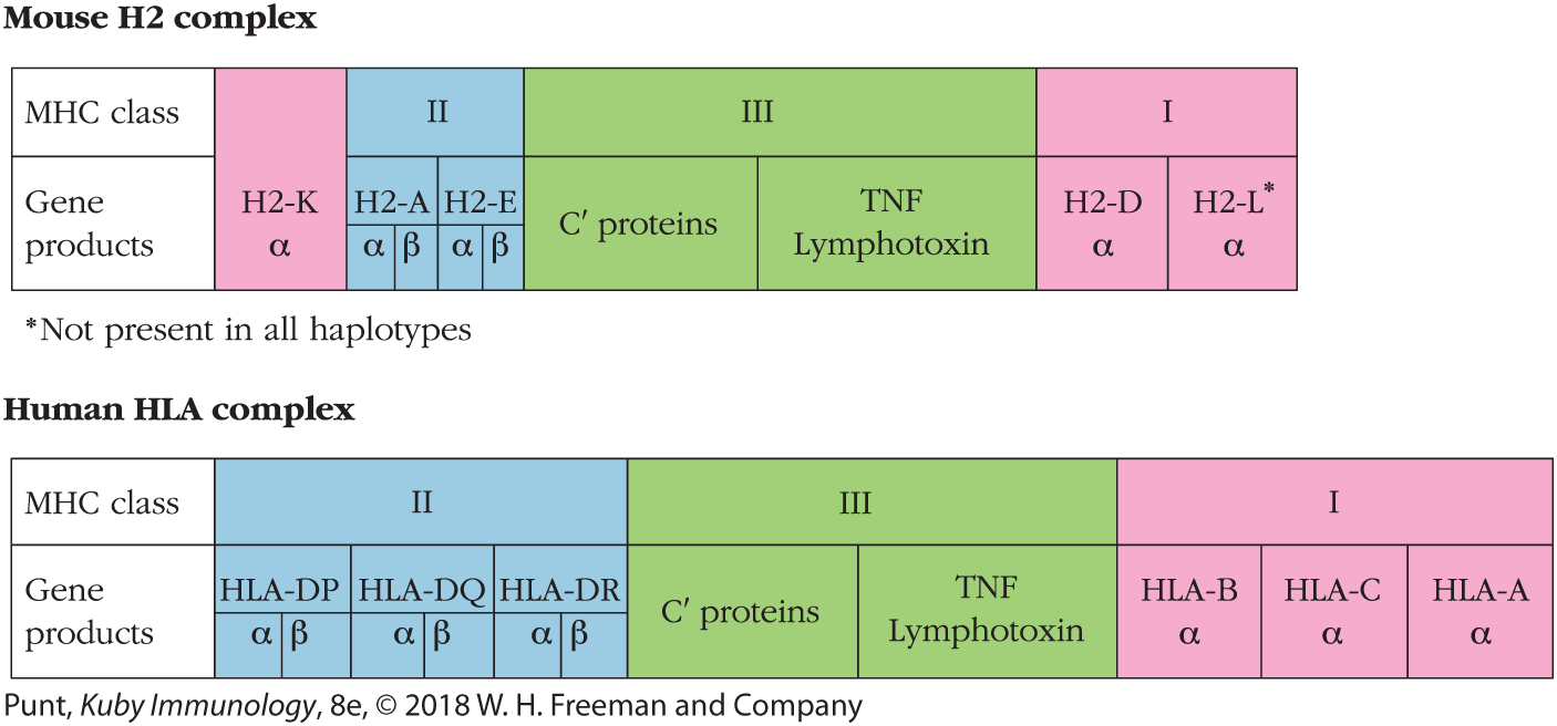 Two tables show the comparison between the gene products corresponding to different M H C classes of Mouse H2 complex and Human H L A complex.