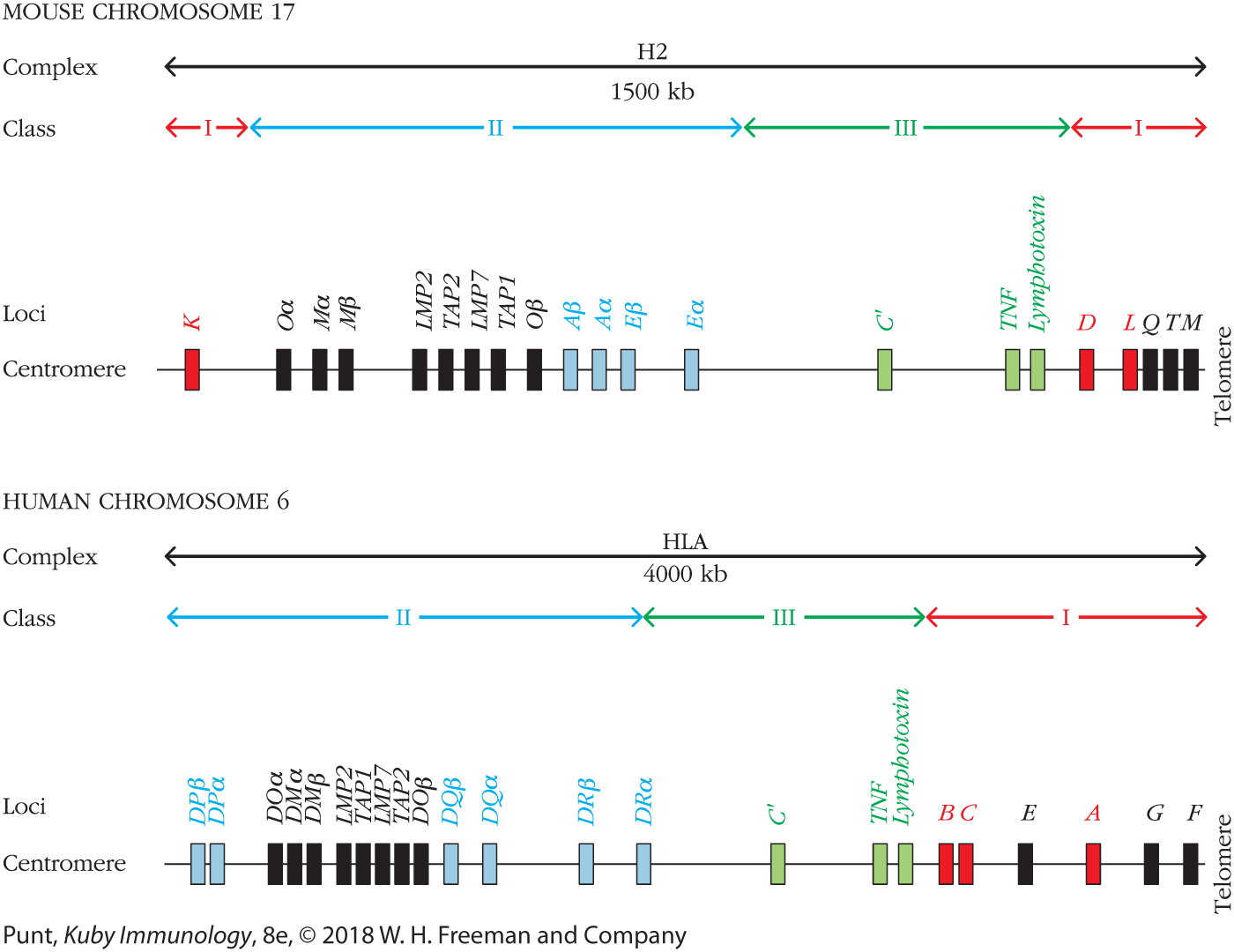 A gene map compares mouse chromosome 17 and human chromosome 6.