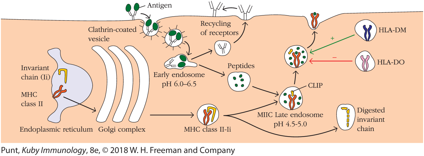 An illustration shows the generation of antigenic peptides and the assembly of M H C class 2 molecules in an exogenous pathway of a cell.