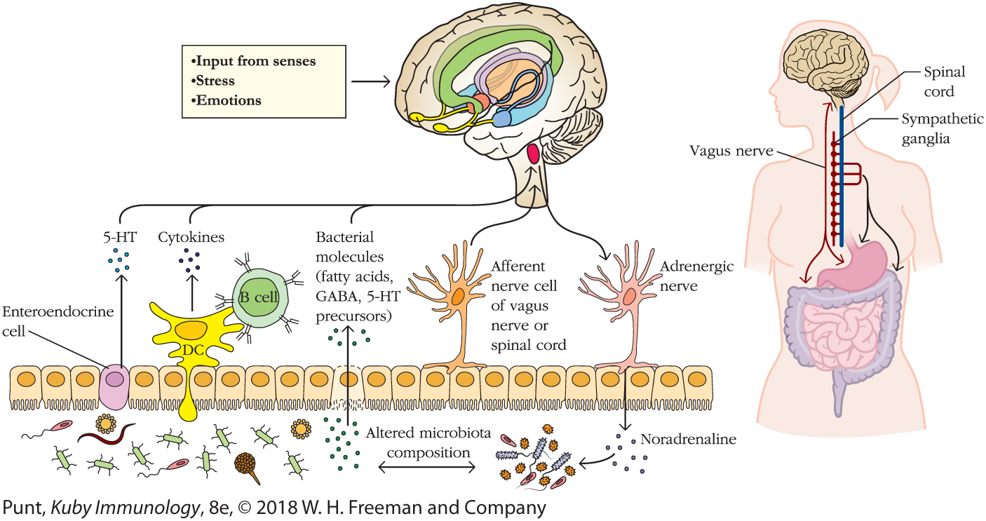 An illustration describes the influence of intestinal and commensal microbes on the brain.