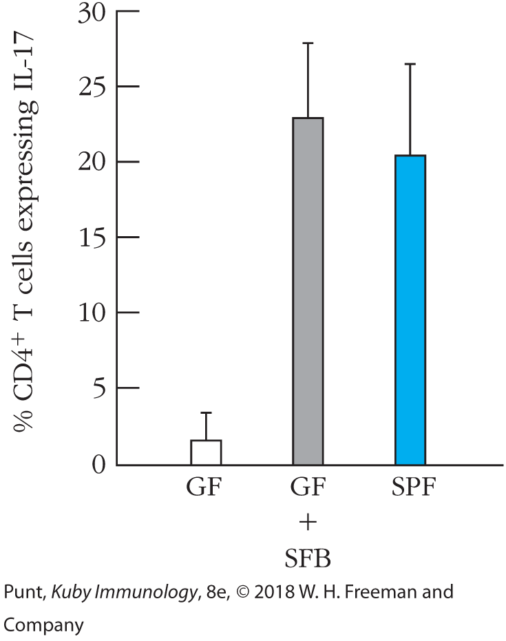 A bar graph shows the percentage of C D 4 plus T cells expressing I L-47 isolated from G F mice, G F plus S F B mice, and S P F mice. 