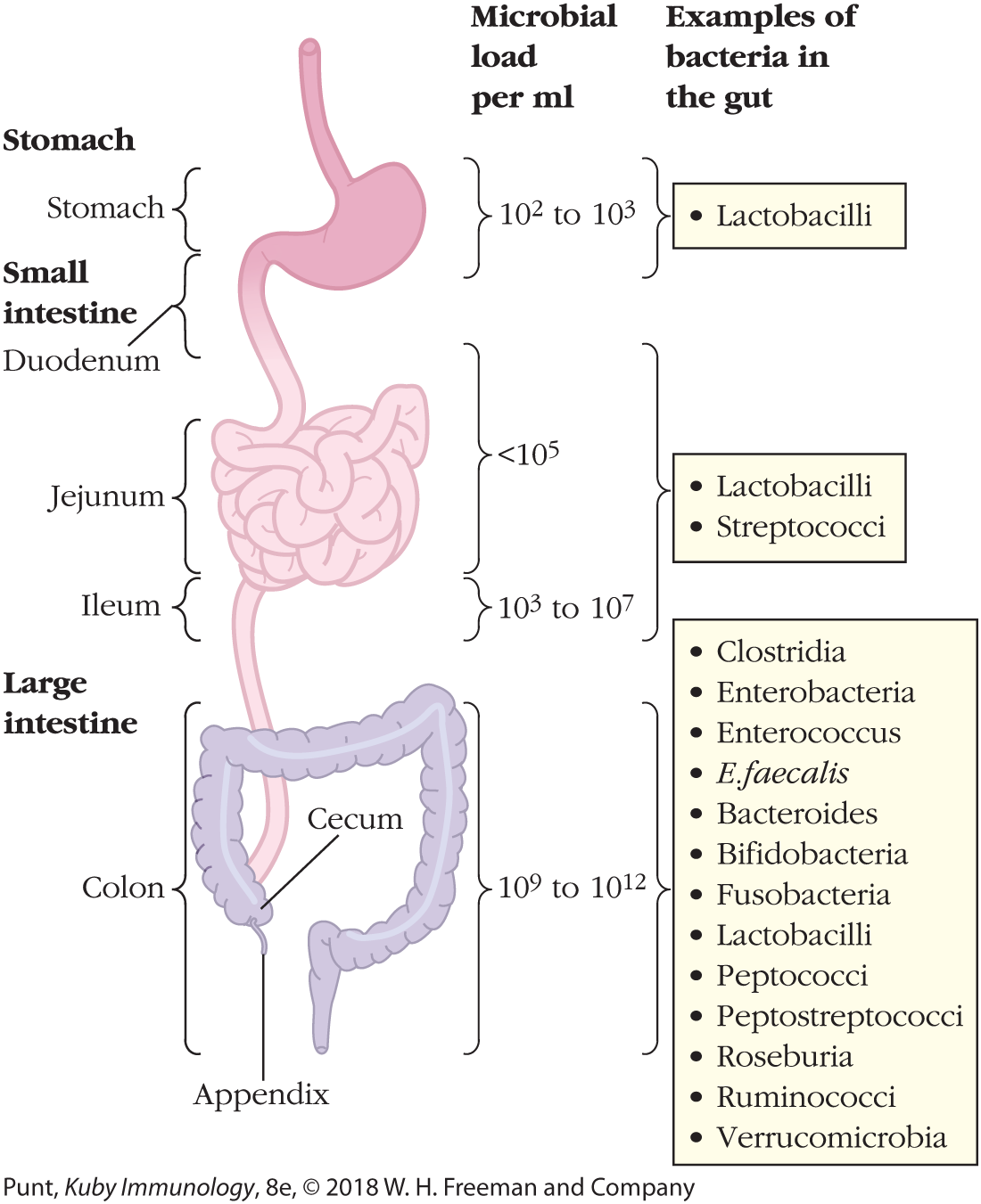 An illustration shows microbial load per milliliter and examples of gut bacteria in different parts of the human gastrointestinal tract.