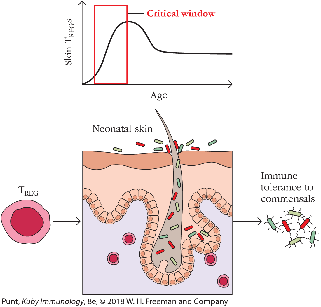 A graph plotting Skin T REGs against age and flow diagram with a sectional view of the neonatal skin are shown.