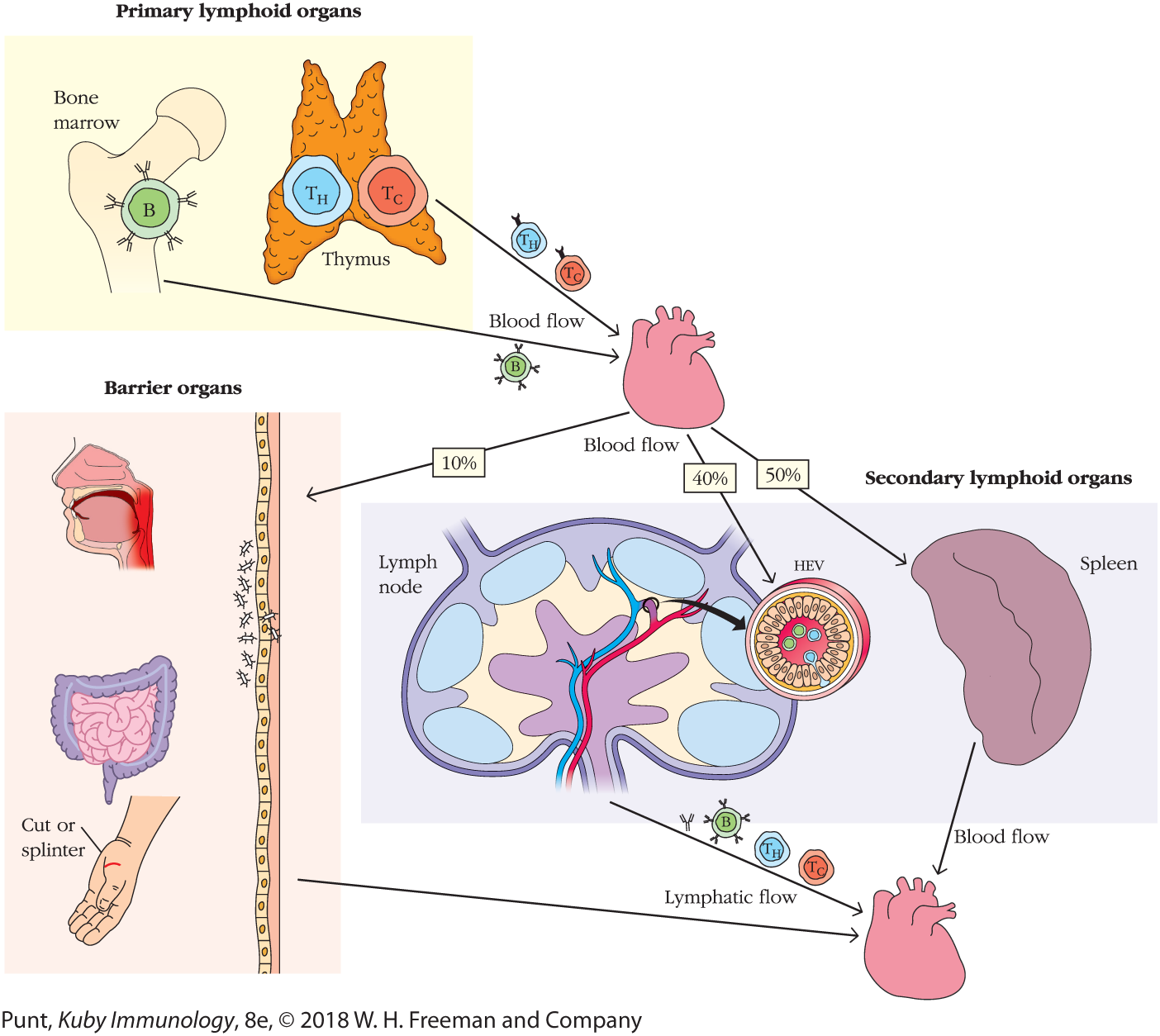 An illustration titled Lymphocyte Recirculation Routes shows the path T and B cells travel from the lymph node to reach different organs.