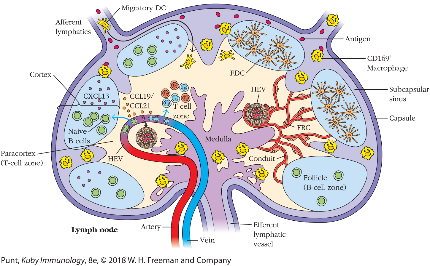 A cutaway sectional view of a lymph node with the different parts in it labeled.