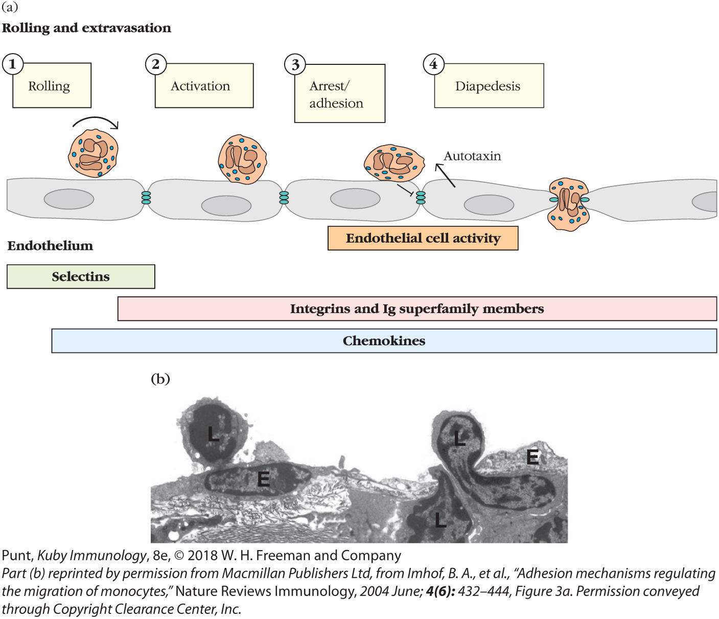 An illustration describing the process of rolling and extravasation of neutrophil on endothelial cell layer and a micrograph of lymphocytes on endothelial layer is shown.